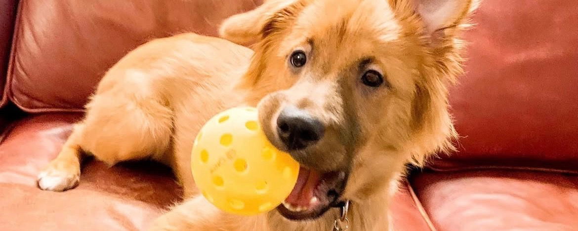 Fluffy dog chewing on a pickleball