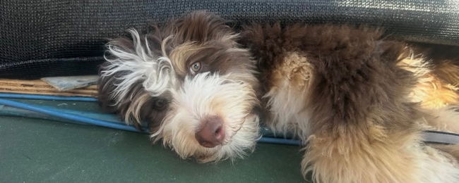 Close up of Anna Leigh's brown and white shaggy dog.